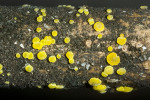 : Holzbecherchen-Bisporella scolochloae