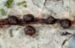 :-Coccomyces coronatus