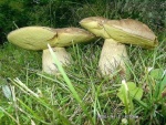 Fahler Röhrling-Boletus impolitus