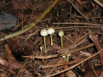 Dehnbarer Helmling-Mycena epipterygia