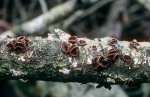Schwarzbrauner Pappelbecherling-Encoelia fascicularis