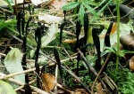 Schwarze Erdzunge-Geoglossum umbratile