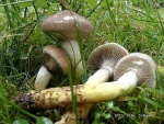 Kuhmaul-Gomphidius glutinosus
