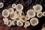 Kleines Nadelholz-Haarbecherchen-Hyaloscypha aureliella