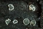 : Weichbecherchen-Mollisia pastinacae