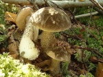 Verschiedenfarbiger Raustielröhrling-Leccinum variicolor