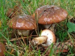 Butterpilz-Suillus luteus