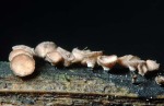 : Stromabecherling-Rutstroemia lindaviana