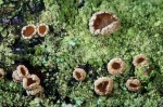 : Velutarina-Velutarina rufo-olivacea