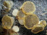 Kleiiger Kotling-Ascobolus stercorarius