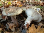 Graugr�ner Milchling-Lactarius blennius