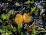 :-Lamprospora leptodictya
