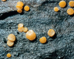 Submerser Orangebecherling - Miladina lechithina-Miladina lechithina