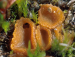 Gemeiner Moosbecherling-Octospora humosa