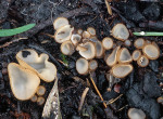 Halbkugeliger Borstling-Trichophaea hemisphaerioides