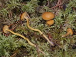 Trügerischer Schönkopf-Calocybe fallax