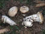 Wurzelmöhrling-Catathelasma imperiale