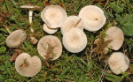 Wiesentrichterling-Clitocybe agrestis