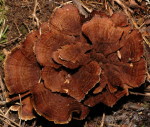 Zimtfarbener Dauerporling-Coltricia cinnamomea