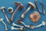Duftgürtelfuss-Cortinarius agathosmus