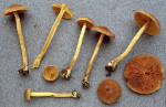 Safranblättriger Hautkopf-Cortinarius cinnamomeoluteus