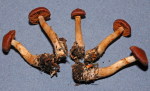 Rotfüssiger Gürtelfuss-Cortinarius colus