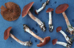 Blassweicher Wasserkopf-Cortinarius dilutus