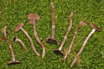 :-Cortinarius flospaludis