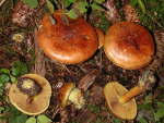 :-Cortinarius splendens var. meinhardii