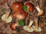 Gelbflockiger Schleimkopf-Cortinarius nanceiensis