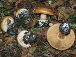 Breitknolliger Klumpfuss-Cortinarius saporatus