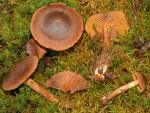 :-Cortinarius sommerfeltii