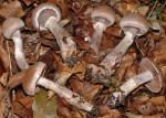 Wohlriechender Gürtelfuss-Cortinarius torvus
