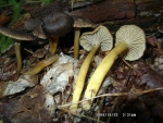 Trompetenpfifferling-Cantharellus tubaeformis