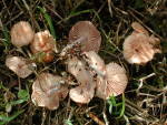 Unverschämter Blasssporrübling-Gymnopus impudicus