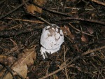 Pantherpilz-Amanita pantherina