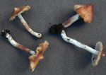 Weißscheiteliger Risspilz-Inocybe flavella