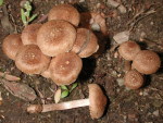Spindelsporiger Risspilz-Inocybe lacera var. lacera