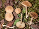 Ockerweißer Risspilz-Inocybe ochroalba