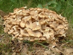 Gemeiner Eichhase-Polyporus umbellatus