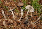 Dickstieliges Graublatt-Tephrocybe confusa