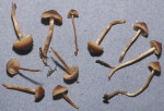 Graublattrübling-Tephrocybe tylicolor