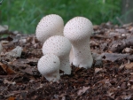 Flaschenstäubling-Lycoperdon perlatum