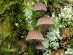 Rindenhelmling-Mycena meliigena