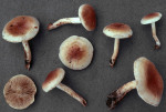 Runzelschüppling-Pholiota mixta