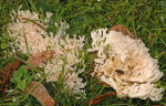Hellgelbliche Koralle-Ramaria subtilis