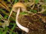 Auwald-Samthäubchen-Conocybe macrocephala