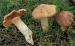 :-Cortinarius acetosus