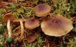 :-Cortinarius bayeri