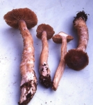 :-Cortinarius craticius